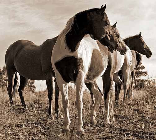 Hooves & Dust 18